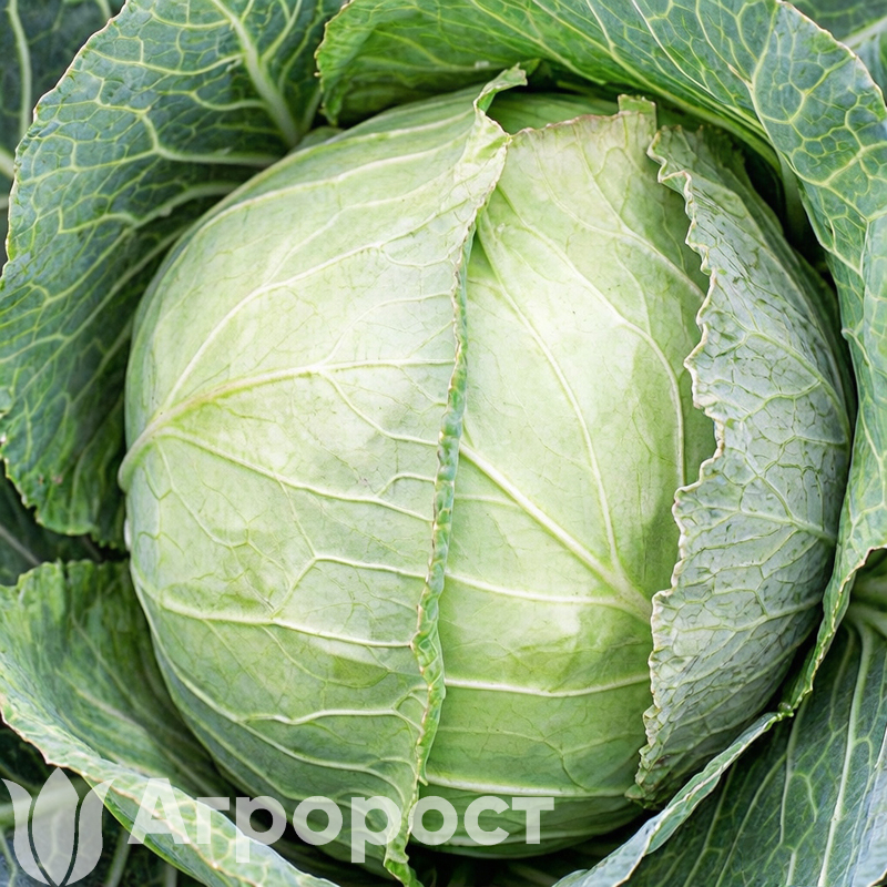 Капуста белокочанная  Слава 1305