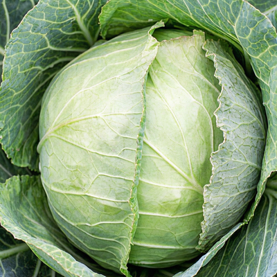 Капуста белокочанная  Слава 1305