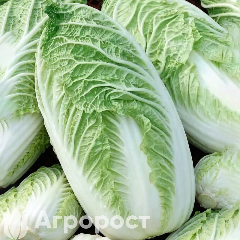 Капуста пекинская Любаша