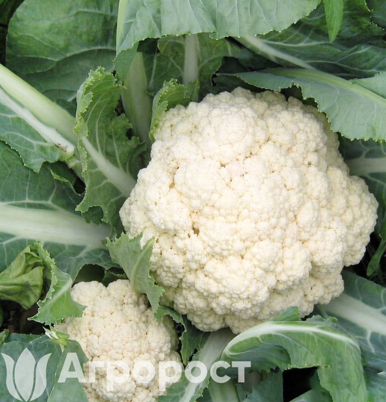 Капуста цветная Дачница