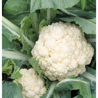 Капуста цветная Дачница