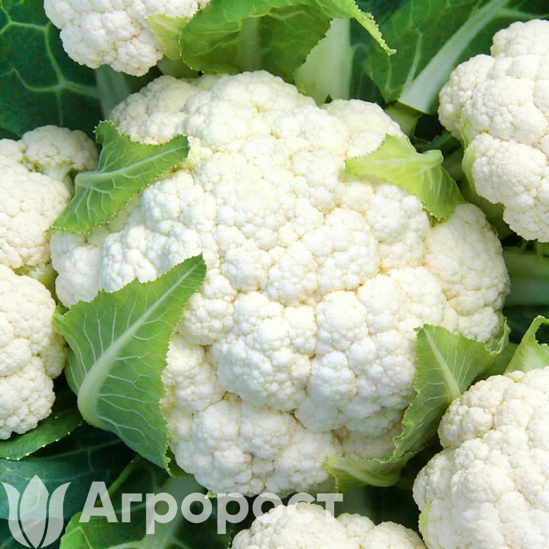 Капуста цветная Сноуболл 123