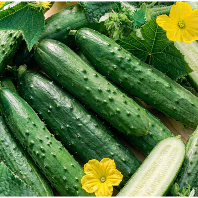 Огурец Апрельский