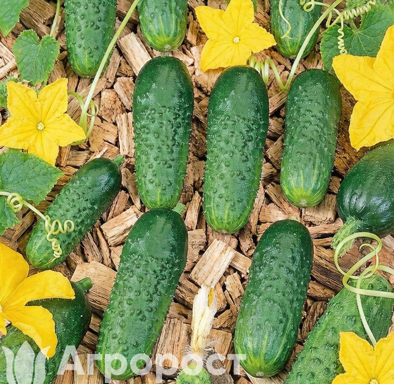 Огурец Герман (оригиал)