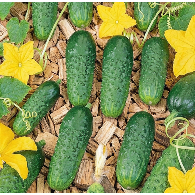 Огурец Герман (оригиал)