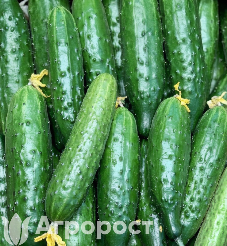 Огурец Зозуля