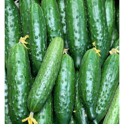 Огурец Зозуля