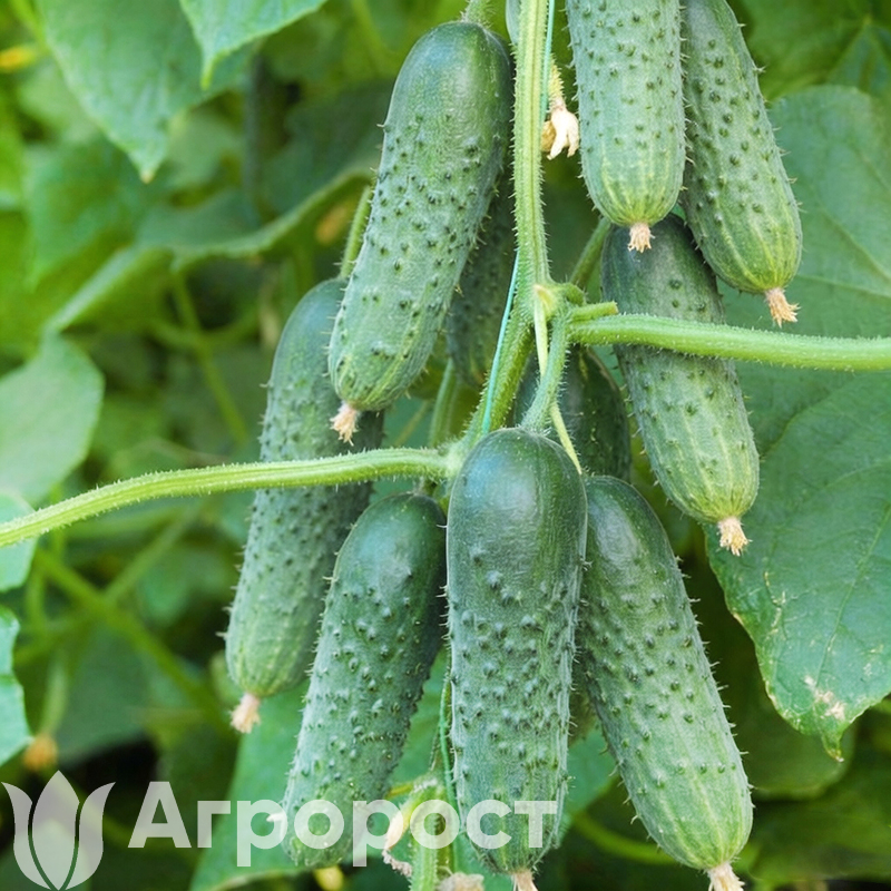 Огурец Маша (оригинал)