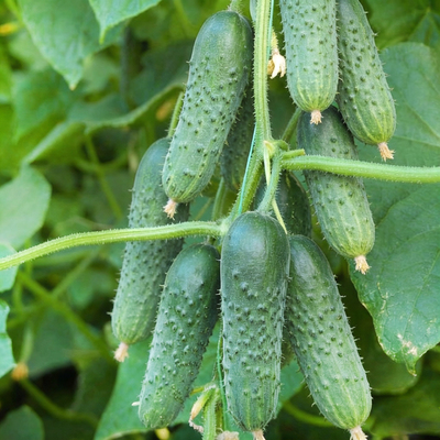 Огурец Маша (оригинал)