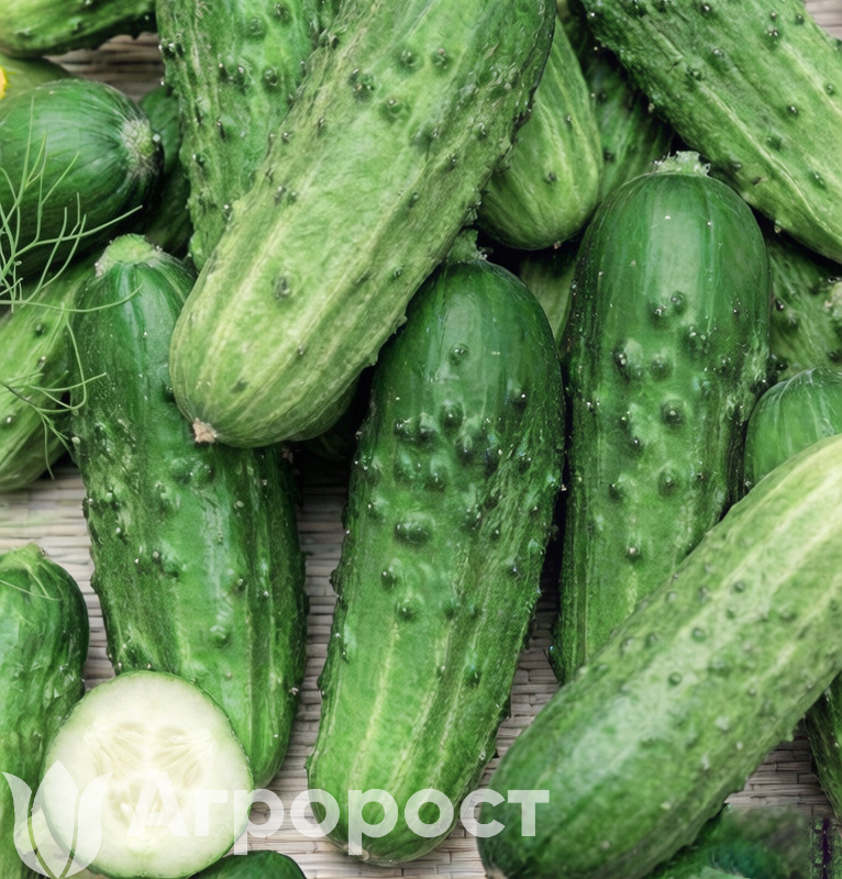 Огурец Нежинский