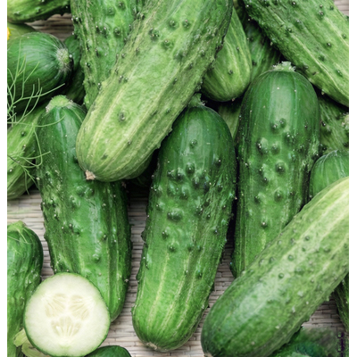 Огурец Нежинский