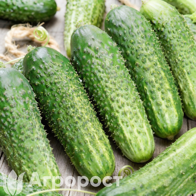 Огурец Родничок