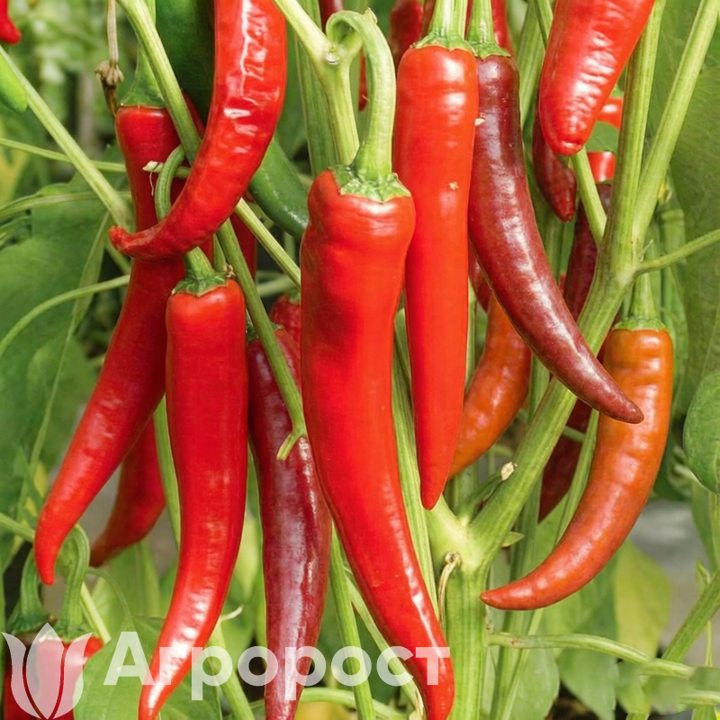 Перец острый Огненный флажок