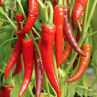 Перец острый Огненный флажок