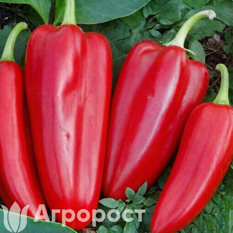 Перец сладкий Богатырь
