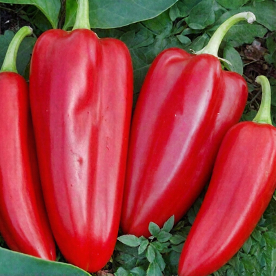 Перец сладкий Богатырь