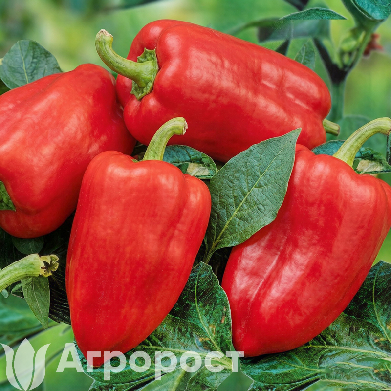 Перец сладкий  Винни Пух