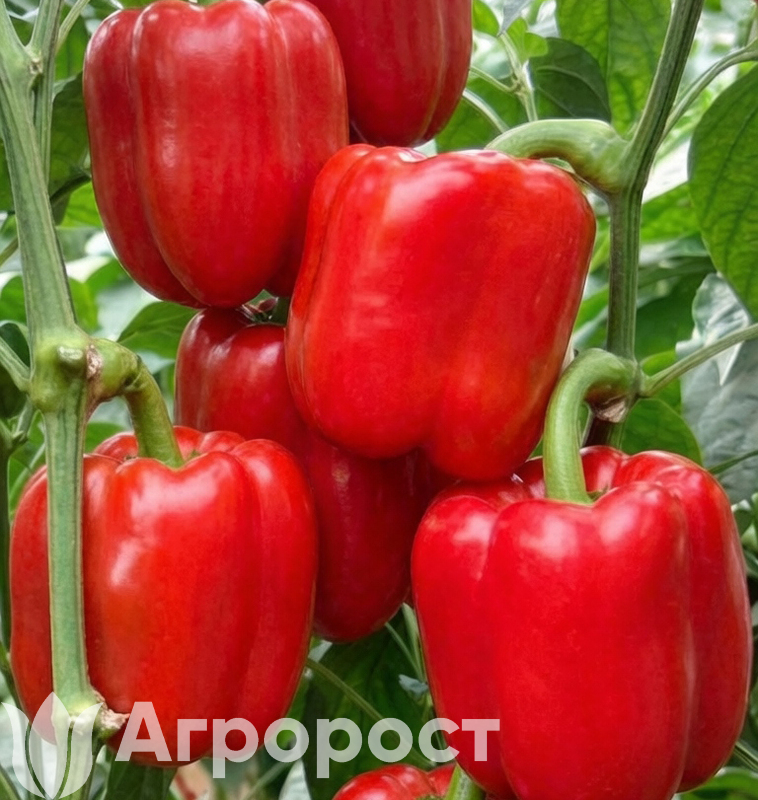 Перец сладкий Калифорнийское чудо