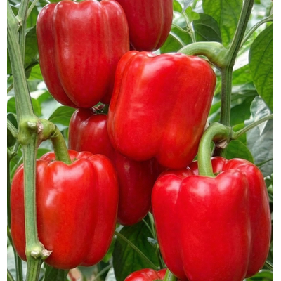 Перец сладкий Калифорнийское чудо