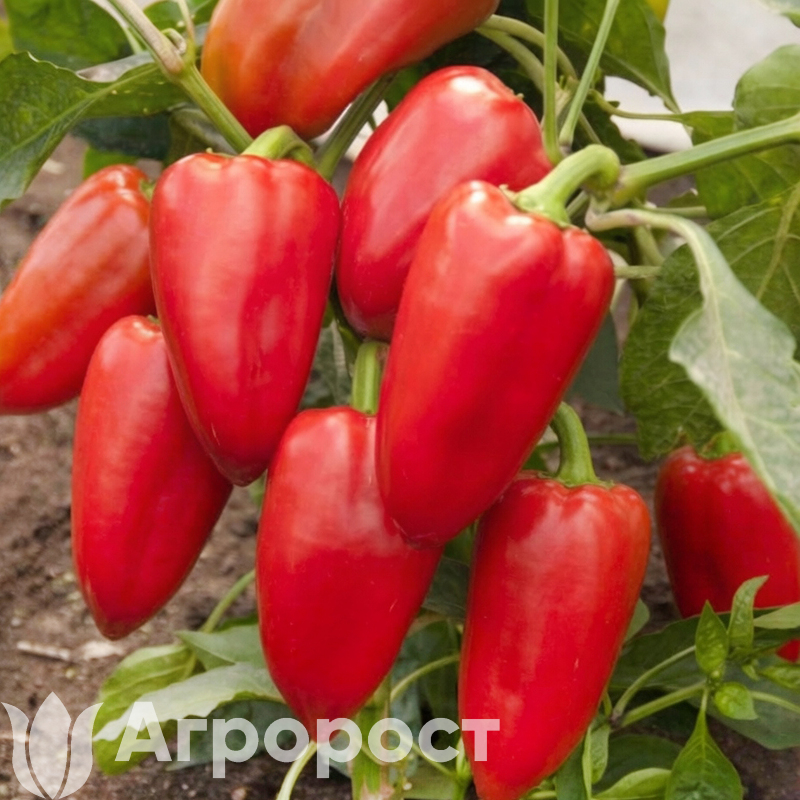 Перец сладкий Подарок Молдовы