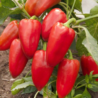 Перец сладкий Подарок Молдовы