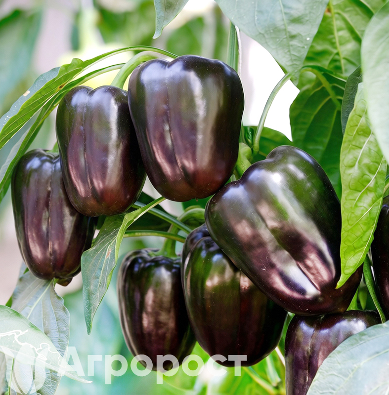 Перец сладкий Пурпурный колокол