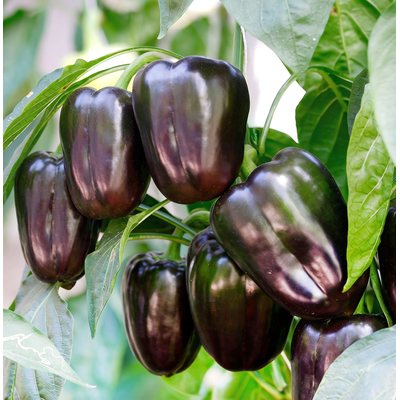 Перец сладкий Пурпурный колокол