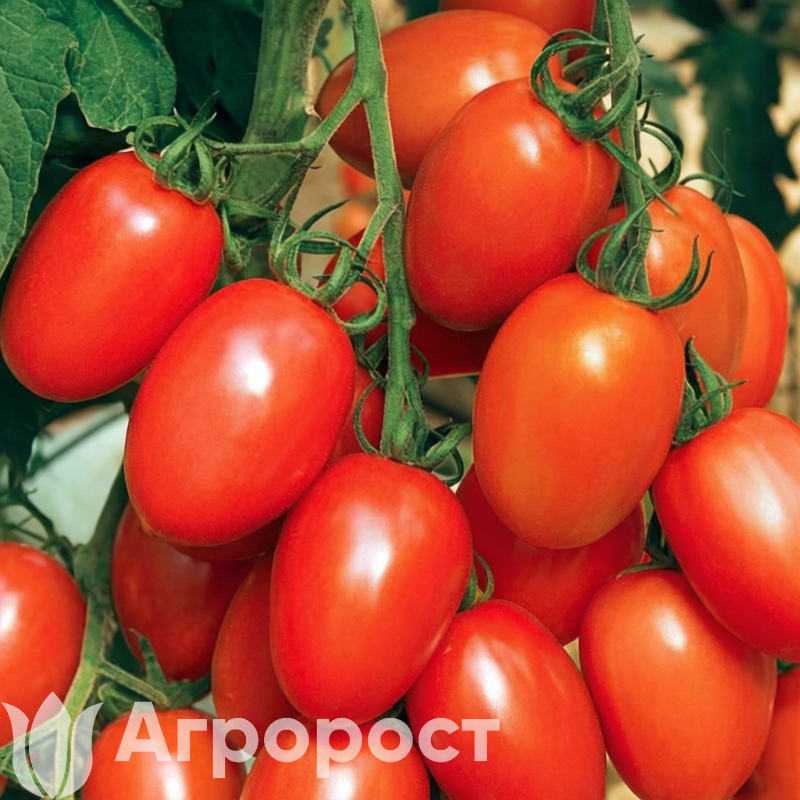 Томат Де Барао красный