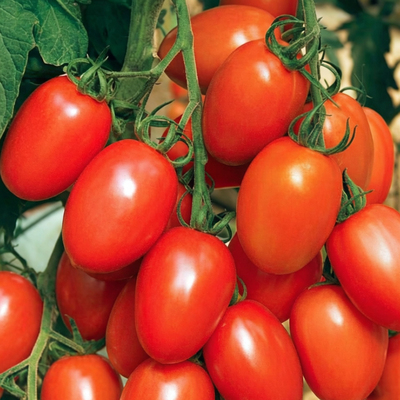 Томат Де Барао красный