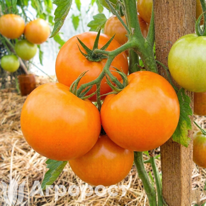 Томат Хурма