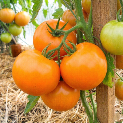 Томат Хурма