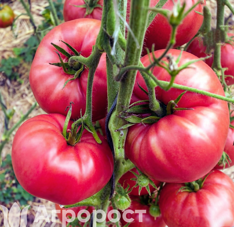 Томат Розовый гигант