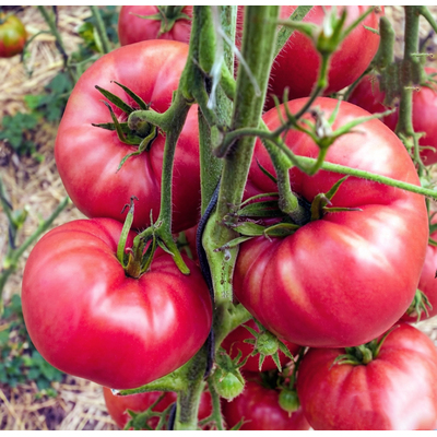 Томат Розовый гигант