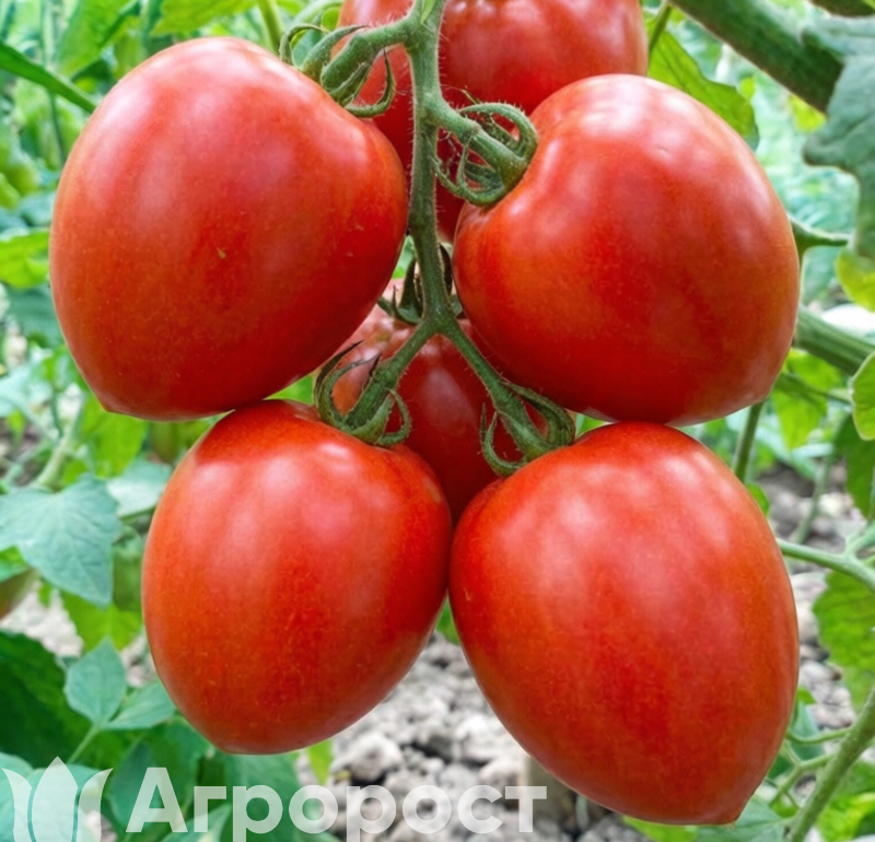 Томат Краса Сибири