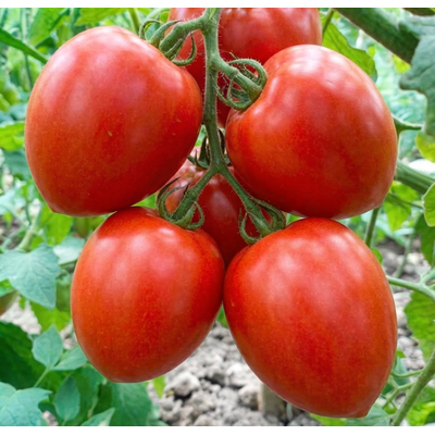 Томат Краса Сибири