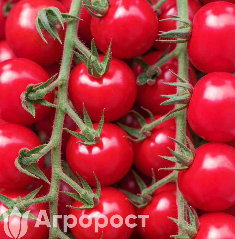 Томат черри Мальвина