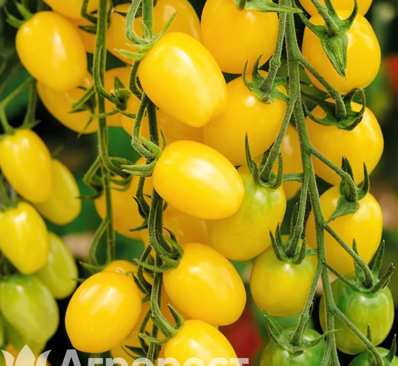 Томат черри Лунный фонтан