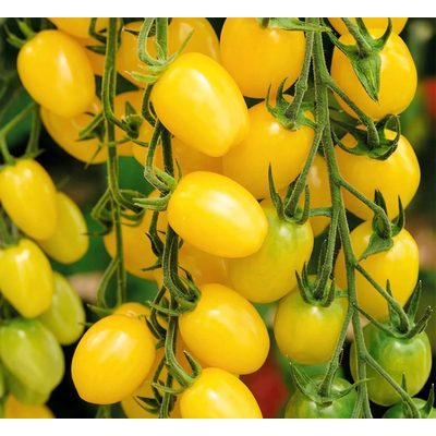 Томат черри Лунный фонтан