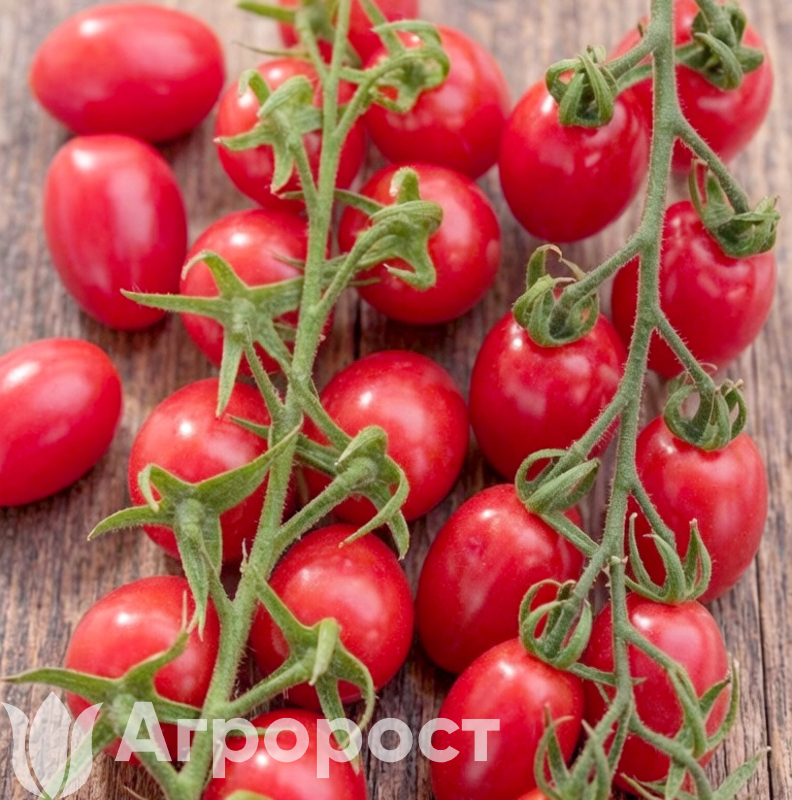 Томат черри Малиновый фонтан