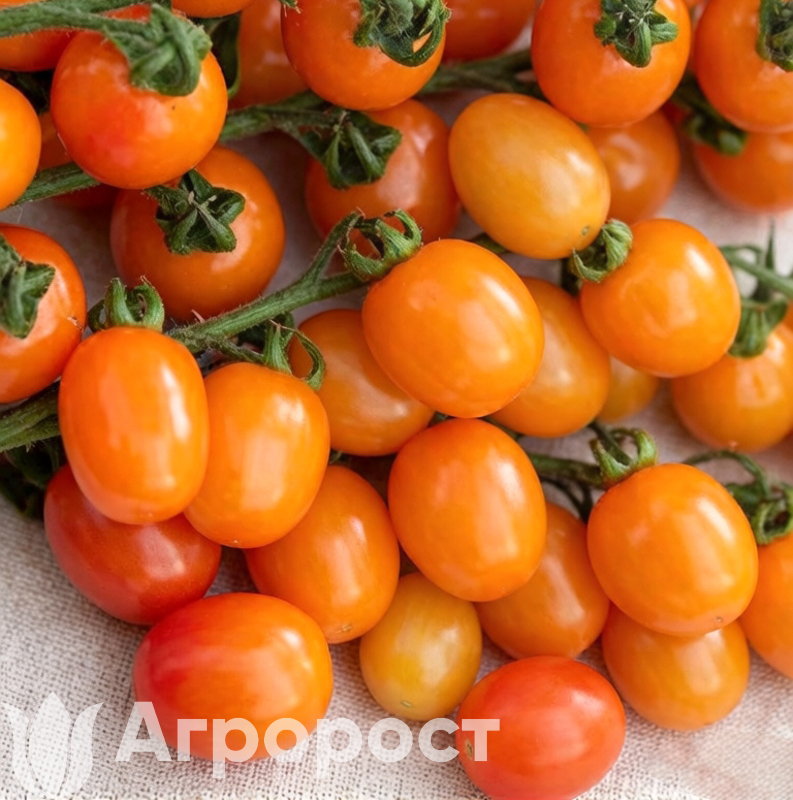 Томат черри Оранжевый Фонтан