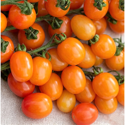 Томат черри Оранжевый Фонтан