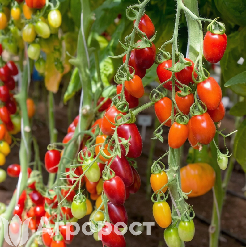 Томат черри Сладкий фонтан