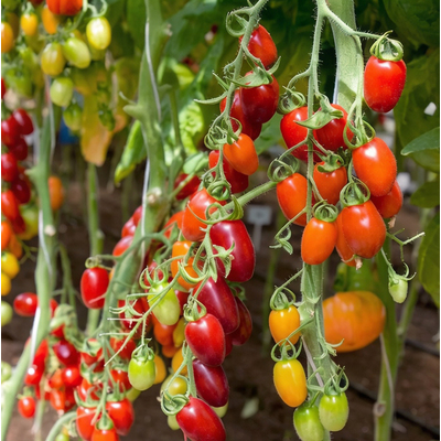 Томат черри Сладкий фонтан