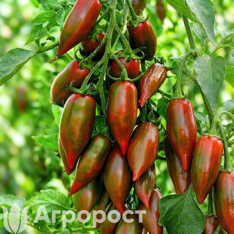 Томат черри Шоколадный фонтан