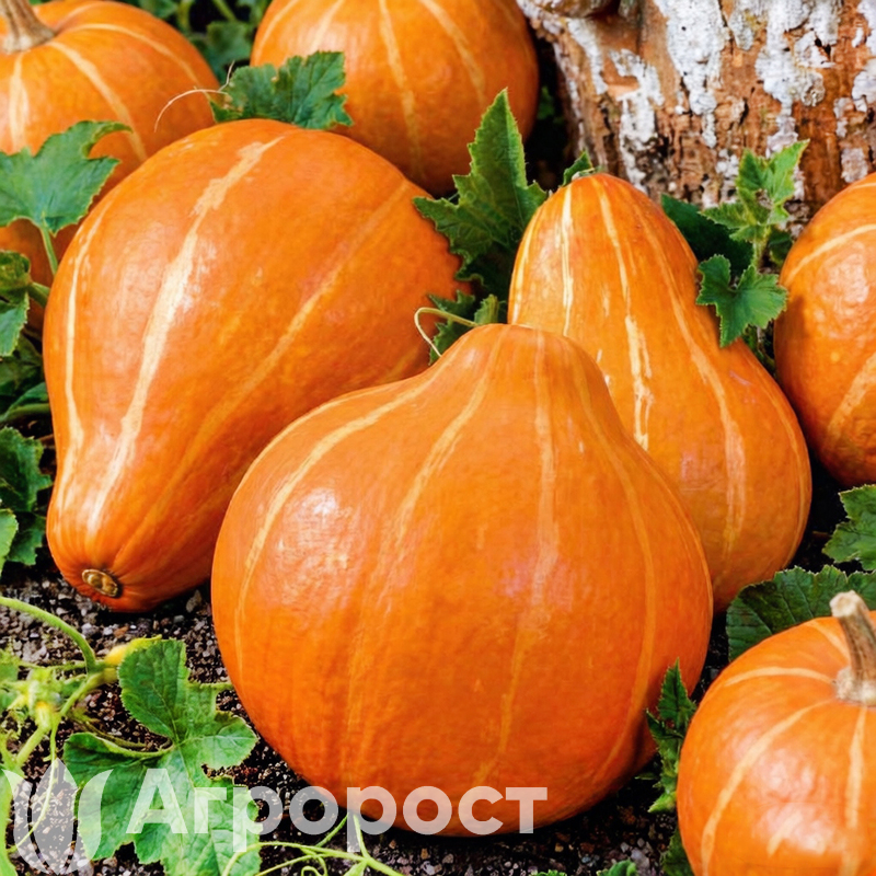 Тыква Россиянка