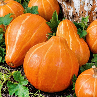 Тыква Россиянка