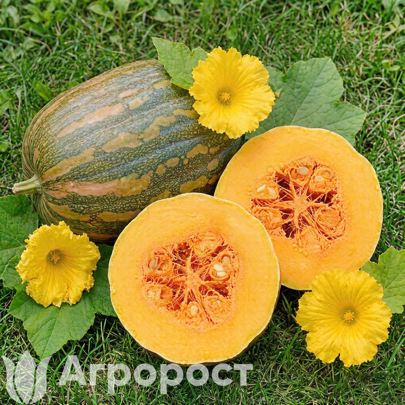 Тыква Витаминная