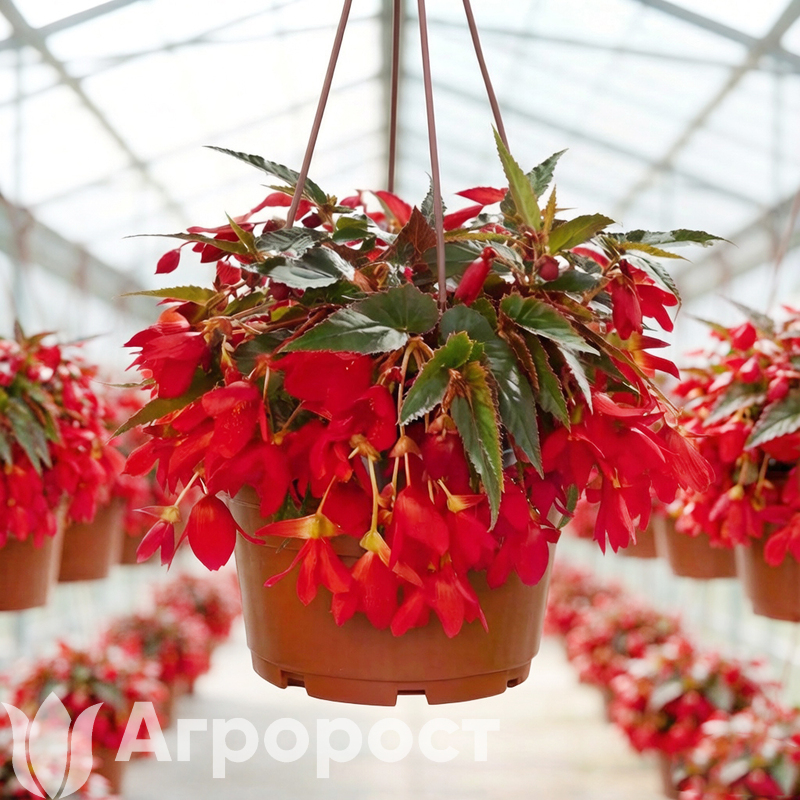 Бегония ампельная