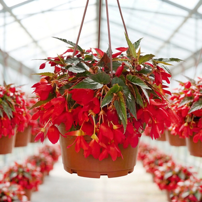 Бегония ампельная