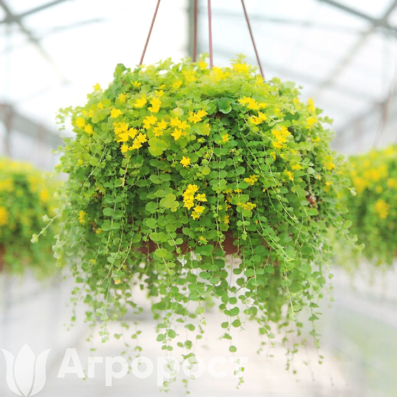 Вербейник монетчатый (лизимахия)